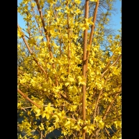 Forsythia Suspensa (fam Oleacees) (Chine) (02)